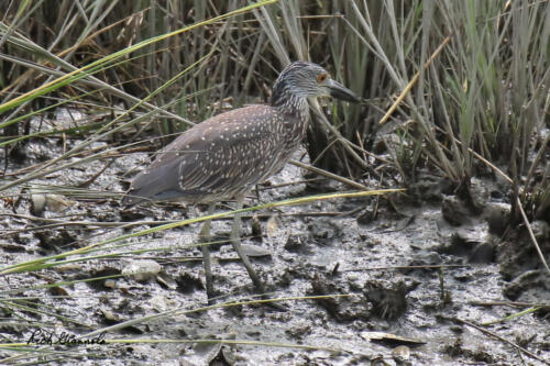 Immature Yellow-Crowned Night Heron