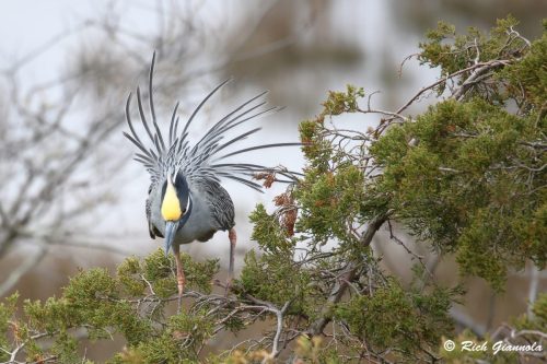 Yellow-Crowned Night Heron