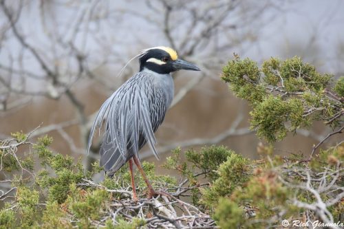 Yellow-Crowned Night Heron
