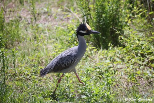 Yellow-Crowned Night Heron