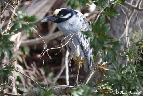 Yellow-Crowned Night Heron