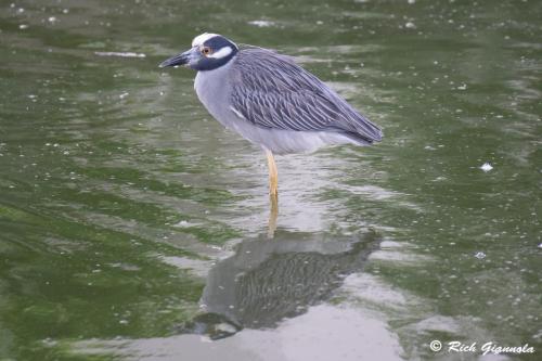 Yellow-Crowned Night Heron