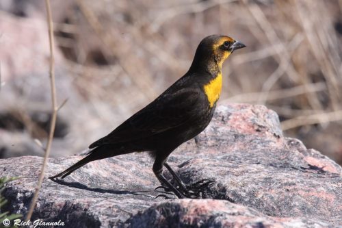 Yellow-Headed Blackbird