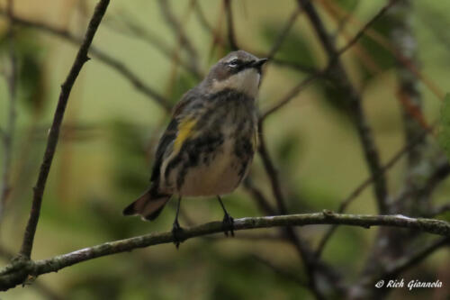 A resting Yellow-Rumped Warbler