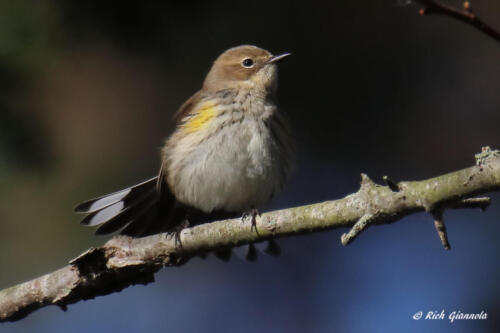 A pretty Yellow-Rumped Warbler