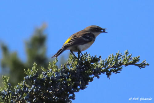 Yellow-Rumped Warbler plucking a berry