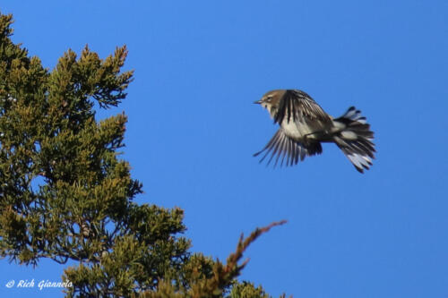 A Yellow-Rumped Warbler