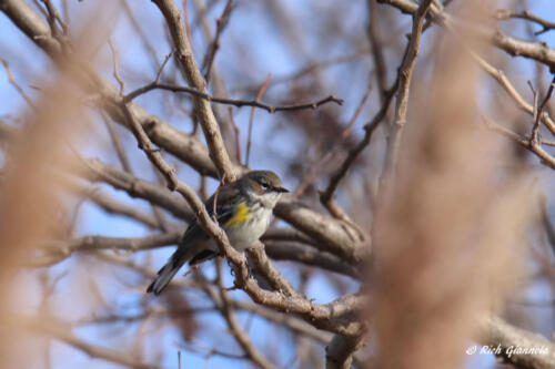 Yellow-Rumped Warbler