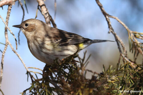 Yellow-Rumped Warbler