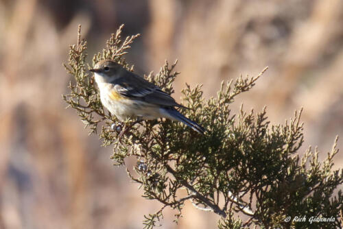 Yellow-Rumped Warbler