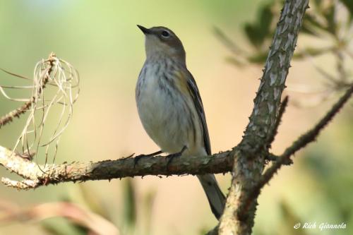 Yellow-Rumped Warbler