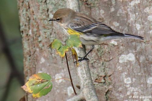 Yellow-Rumped Warbler