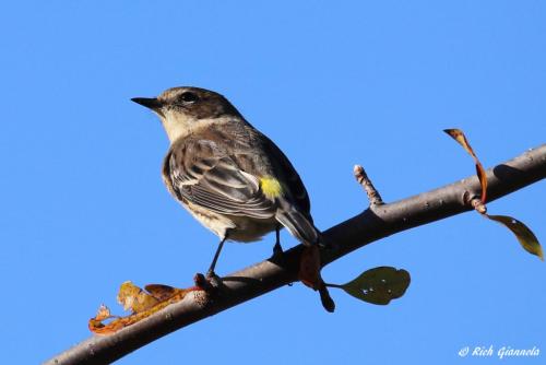 Yellow-Rumped Warbler