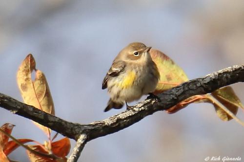 Yellow-Rumped Warbler