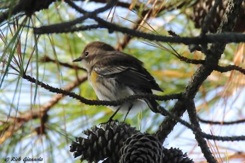 Yellow-Rumped Warbler