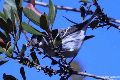 Yellow-Rumped Warbler