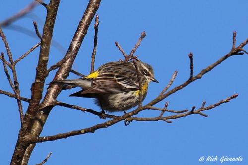 Yellow-Rumped Warbler