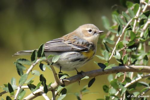 Yellow-Rumped Warbler