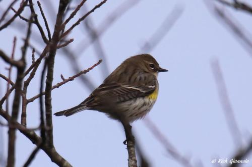 Yellow-Rumped Warbler