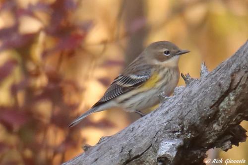 Yellow-Rumped Warbler