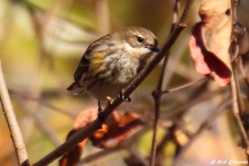 Yellow-Rumped Warbler