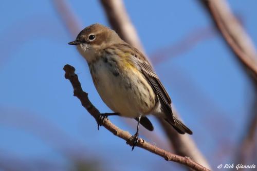 Yellow-Rumped Warbler