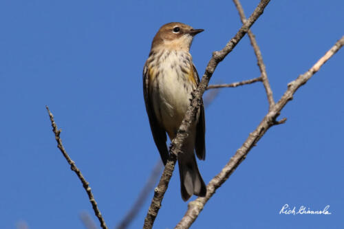 Yellow-Rumped Warbler resting on a tree branch