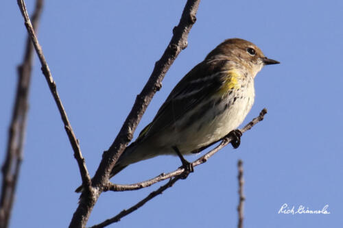 Yellow-Rumped Warbler catching some sunshine