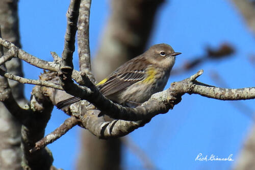 Yellow-Rumped Warbler resting in a tree