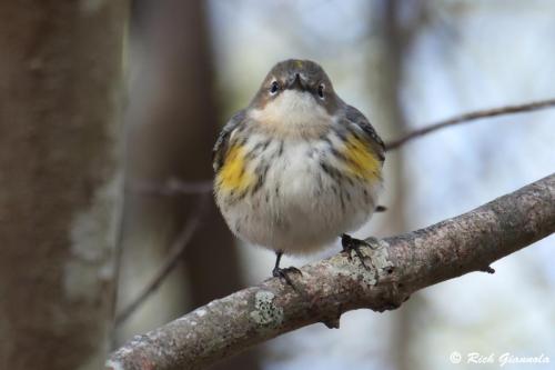 Yellow-Rumped Warbler