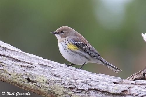 Yellow-Rumped Warbler