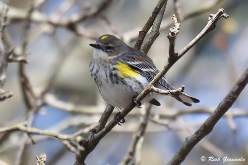 Yellow-Rumped Warbler