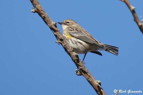 Yellow-Rumped Warbler