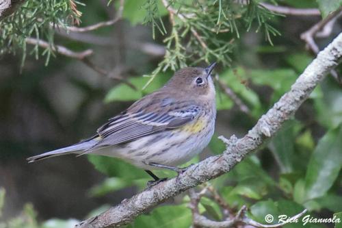 Yellow-Rumped Warbler