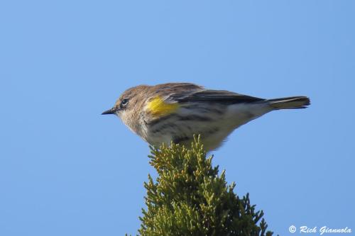 Yellow-Rumped Warbler