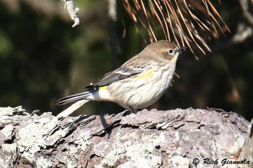 Yellow-Rumped Warbler