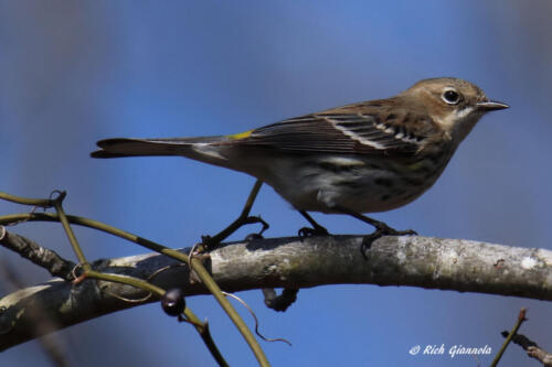 A perching Yellow-Rumped Warbler