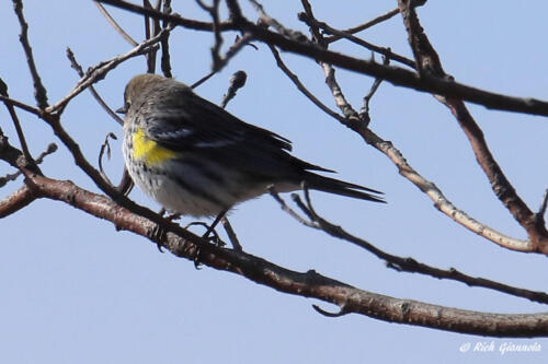 Yellow-Rumped Warbler resting on a twig