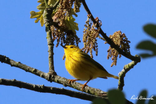 Yellow Warbler even more yellow in the sun