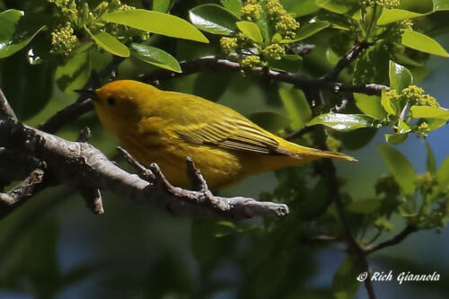 A pretty Yellow Warbler