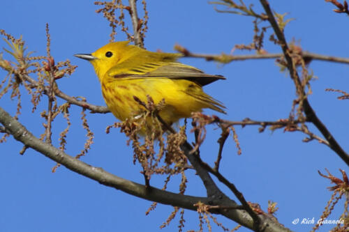 Yellow Warbler