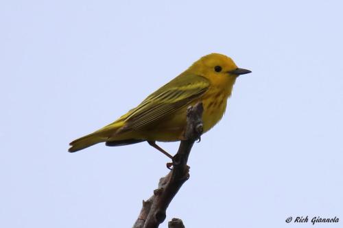 Yellow Warbler