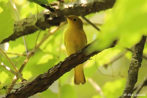 Yellow Warbler