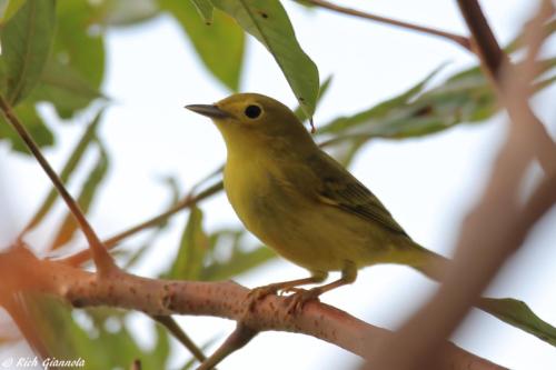 Yellow Warbler