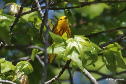 A Yellow Warbler peeking through the leaves